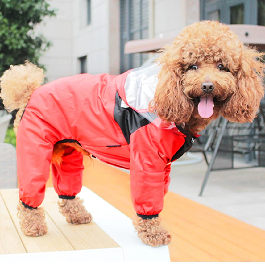 Brown curly-haired dog wearing a red waterproof jumpsuit with a transparent hood, standing on an outdoor table with its tongue out and tail raised.