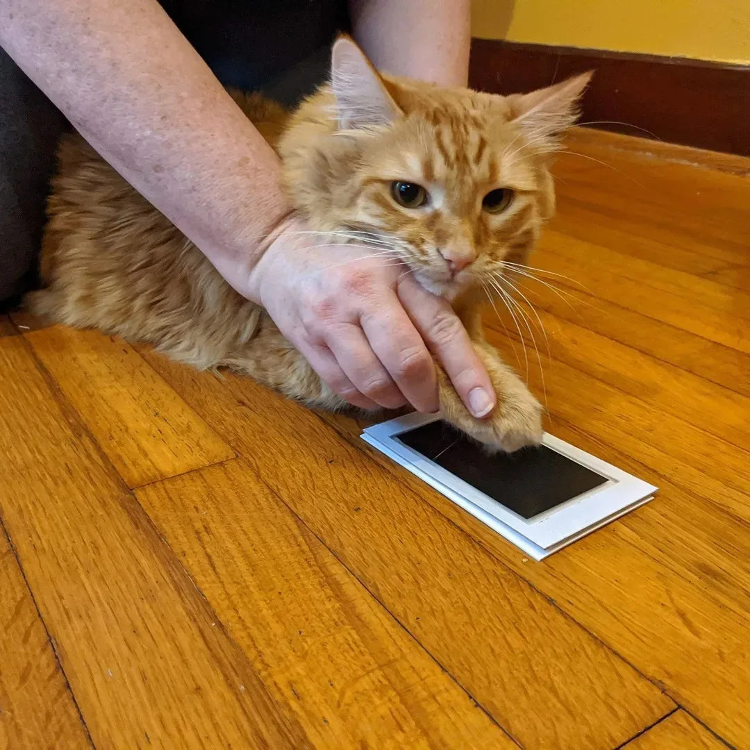 image depicting ginger cat on wooden floor with owner holding paw to DIY inkless pad to make an impression cat looks relaxed