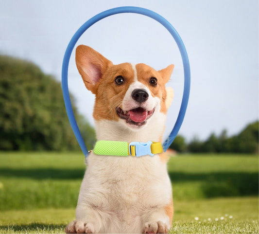 dog wearing blue anti collision collar in a field