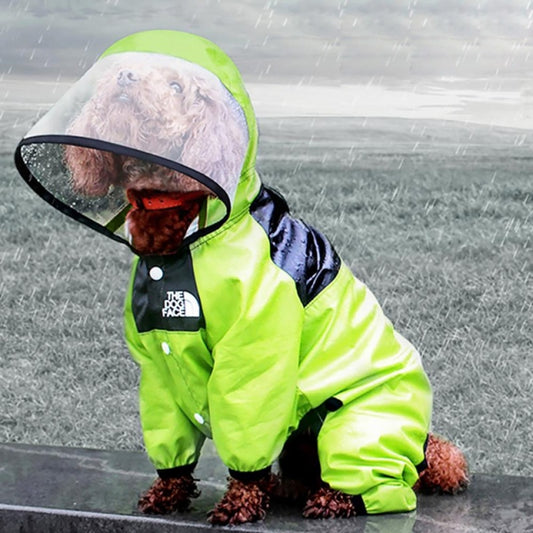 small brown dog wearing green waterproof coat